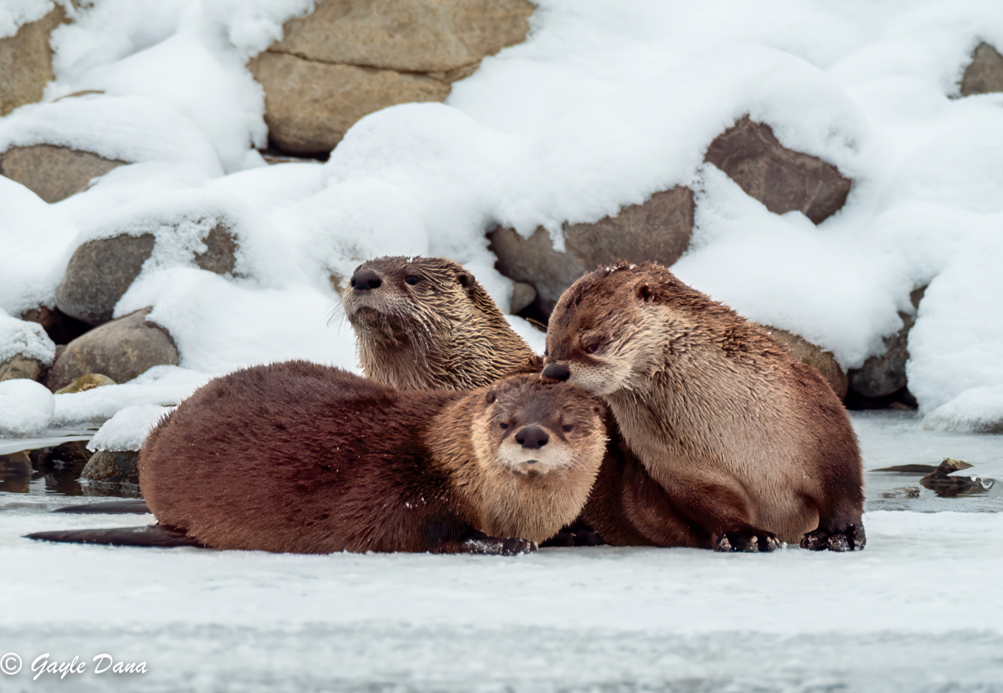 Otter Trio 2